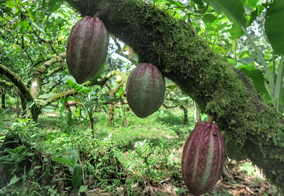 cacao-en-la-zona-del-caribe