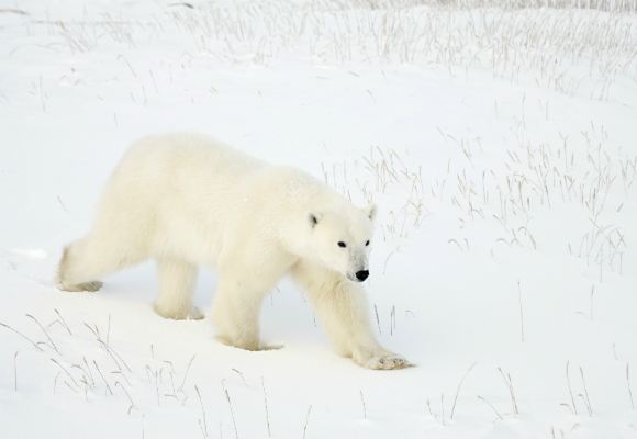 oso-polar-ursus-maritimus-en-la-tundra-bahia-de-hudson-canada-copy-andoni-canela
