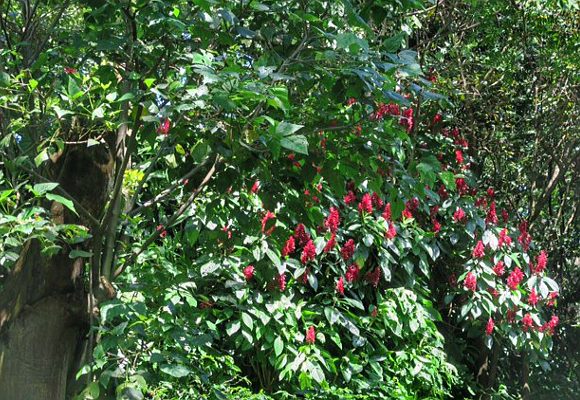 la-plantacion-rosa-blanca-se-encuentra-protegida-por-mas-de-50-especies-de-arboles