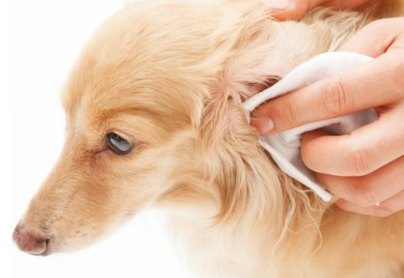 Se puede prevenir la otitis de los perros